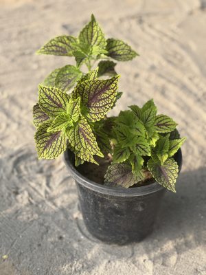 Coelius Green