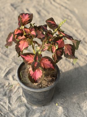 Coelius Pink