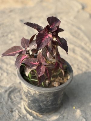 Coelius Purple
