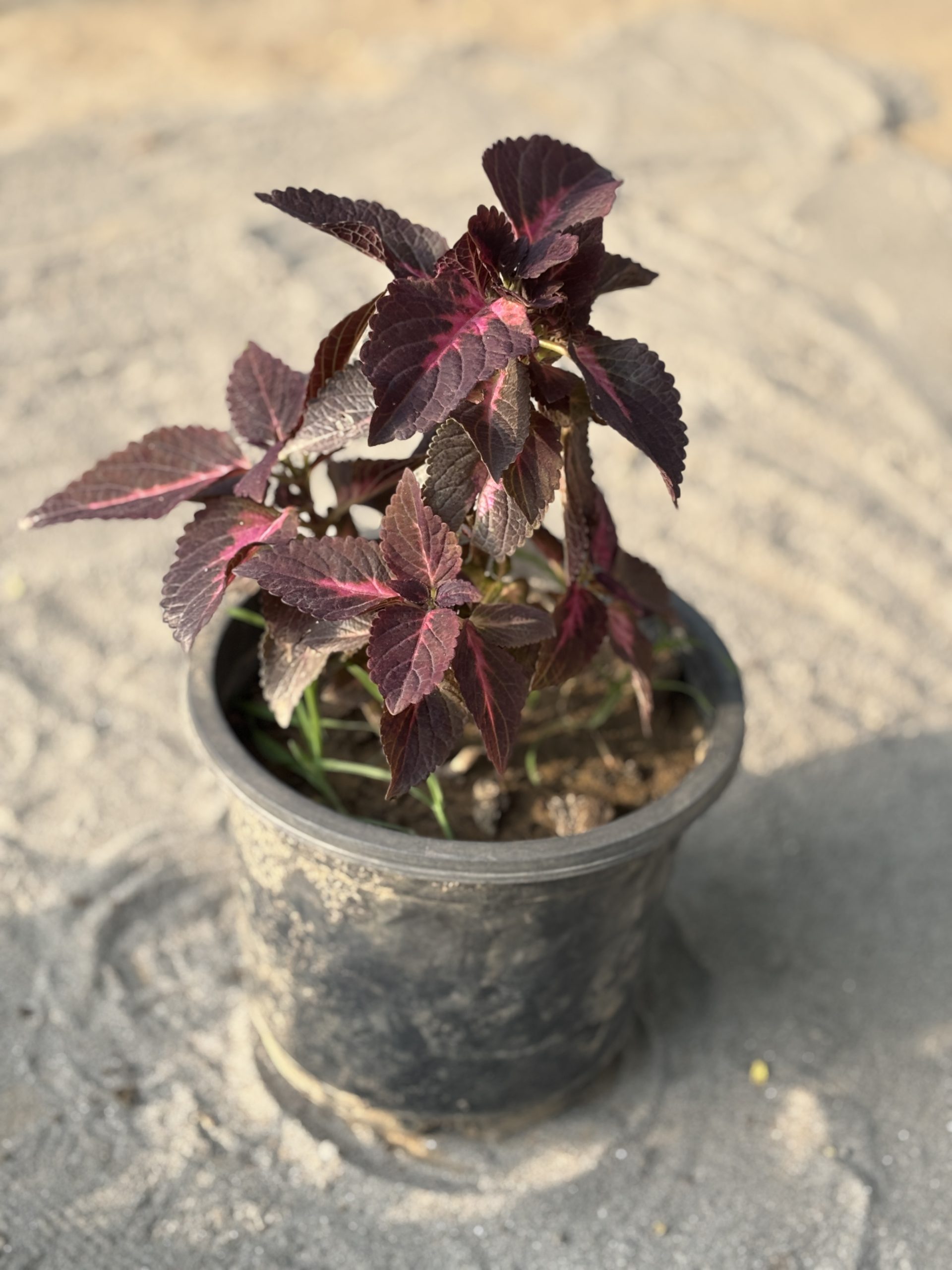 Coelius Purple - Image 3