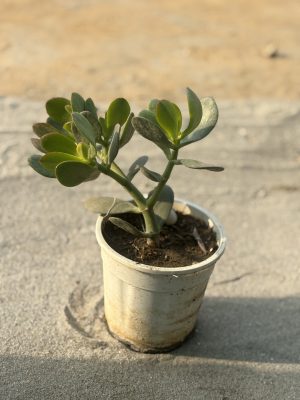 Crassula