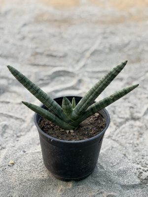 Cylindrical Snake Plant