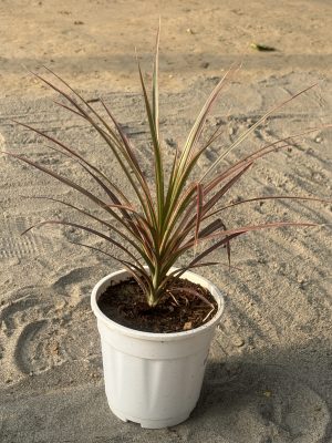 Dracaena Colorama Pink