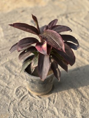Dracaena Mahatma