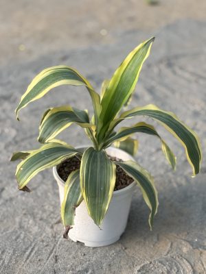 Dracaena Victoria