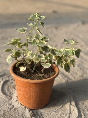 English Ivy
