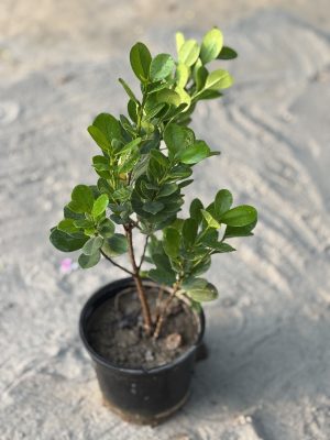 Ficus Microcarpa
