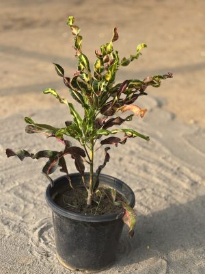 Gold Ball Croton