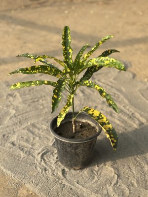 Gold Dust Croton