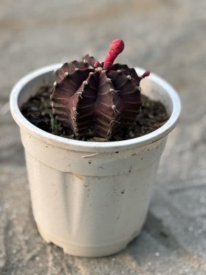 Gymnocalycium Plant