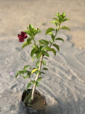 Hibiscus Red