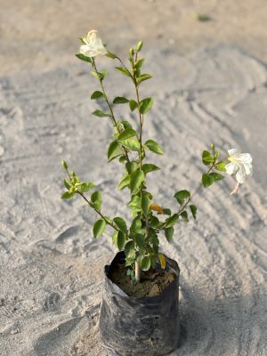 Hibiscus White