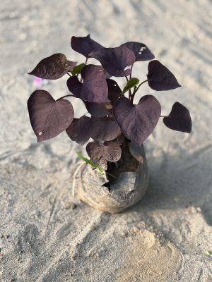 Ipomea