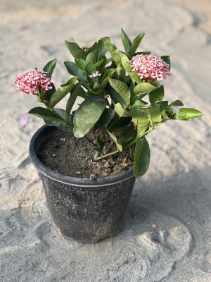 Ixora Pink