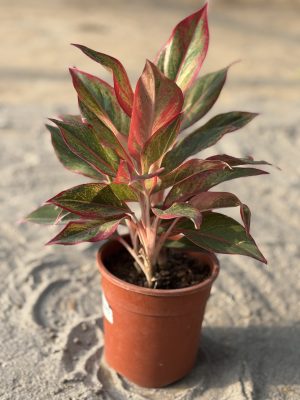 Lipstick Aglaonema
