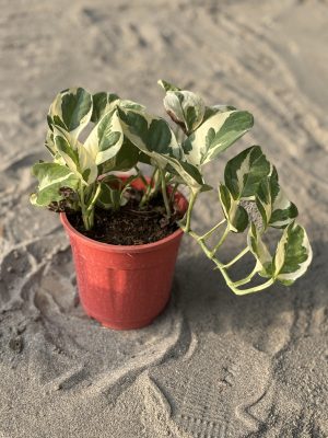 Money Plant Marble