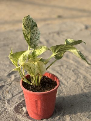Money Plant Variegated