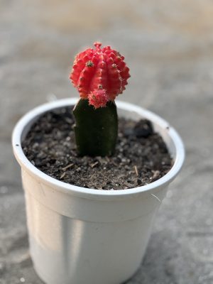 Moon Cactus
