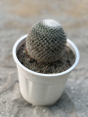 Pincushion Cactus