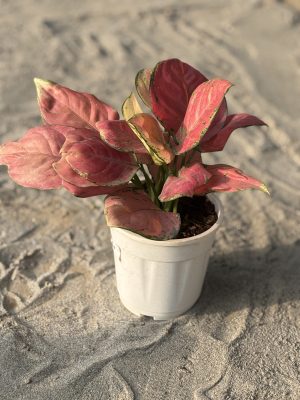 Pink Agalonema