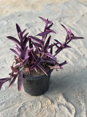Purple Heart