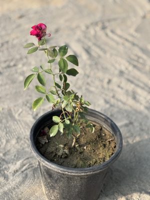 Red Rose
