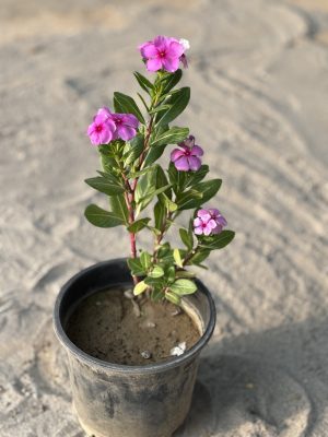 Sadabahar