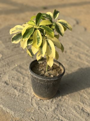 Saplera