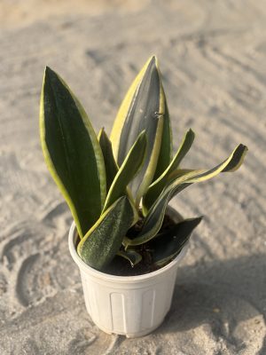 Snake Plant Long