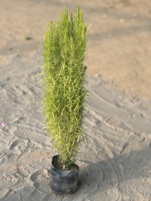 Summer Cypress