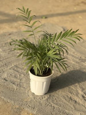 Table Top Areca Palm