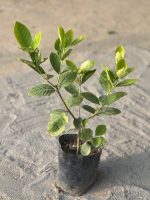 Thailand Gardenia