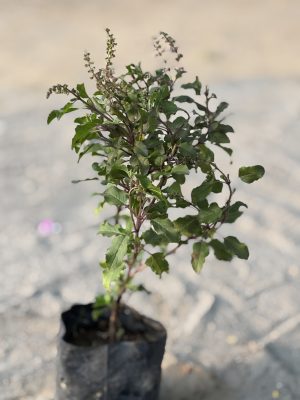 Tulsi Rama
