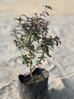 Tulsi Shyma