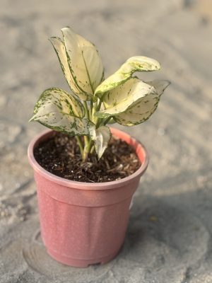 White Agalonema