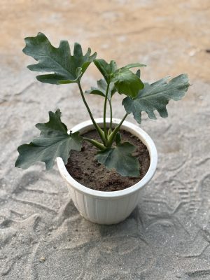 Xandu Philodendro