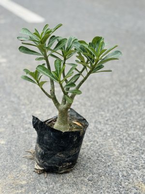 Adenium