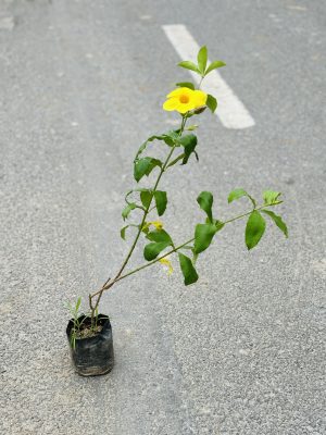 Allamnda Yellow