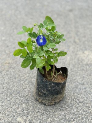 Aprajita