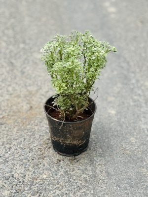 Aralia
