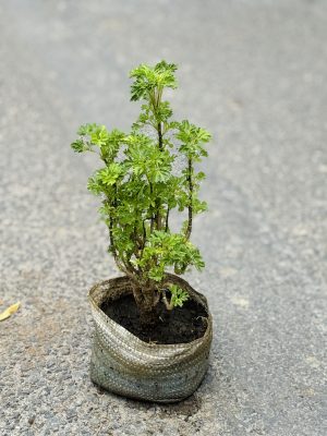 Aralia Green