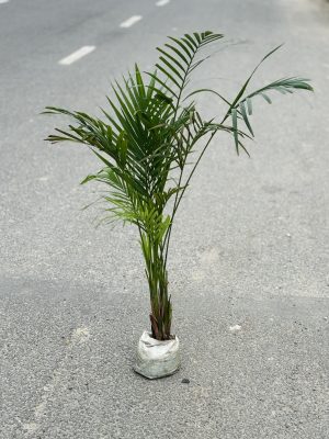 Areca Palm