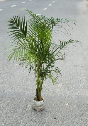 Areca Palm Large