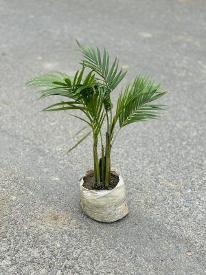 Areca Palm Small