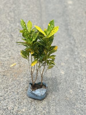 Baby Croton