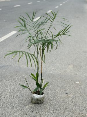 Bamboo Palm