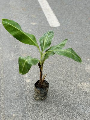 Banana Plant