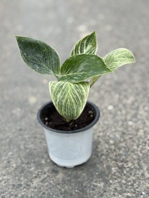 Birkin Plant