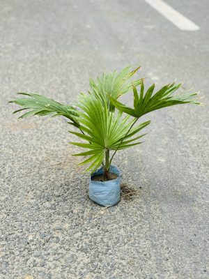 China Palm