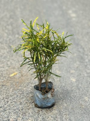 Chironji Croton